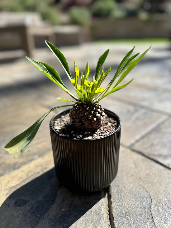 Euphorbia bupleurifolia (Pineapple&nbsp;Euphorbia)