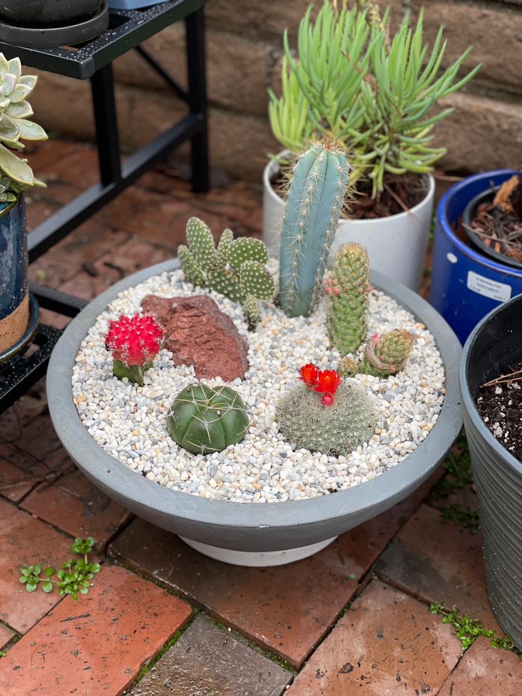My favorite cactus&nbsp;arrangement