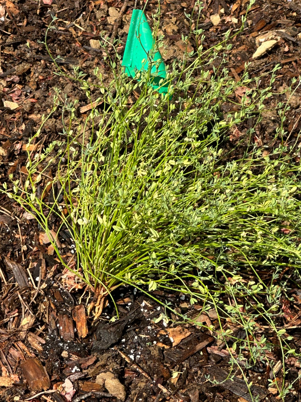 Planting New California&nbsp;Natives