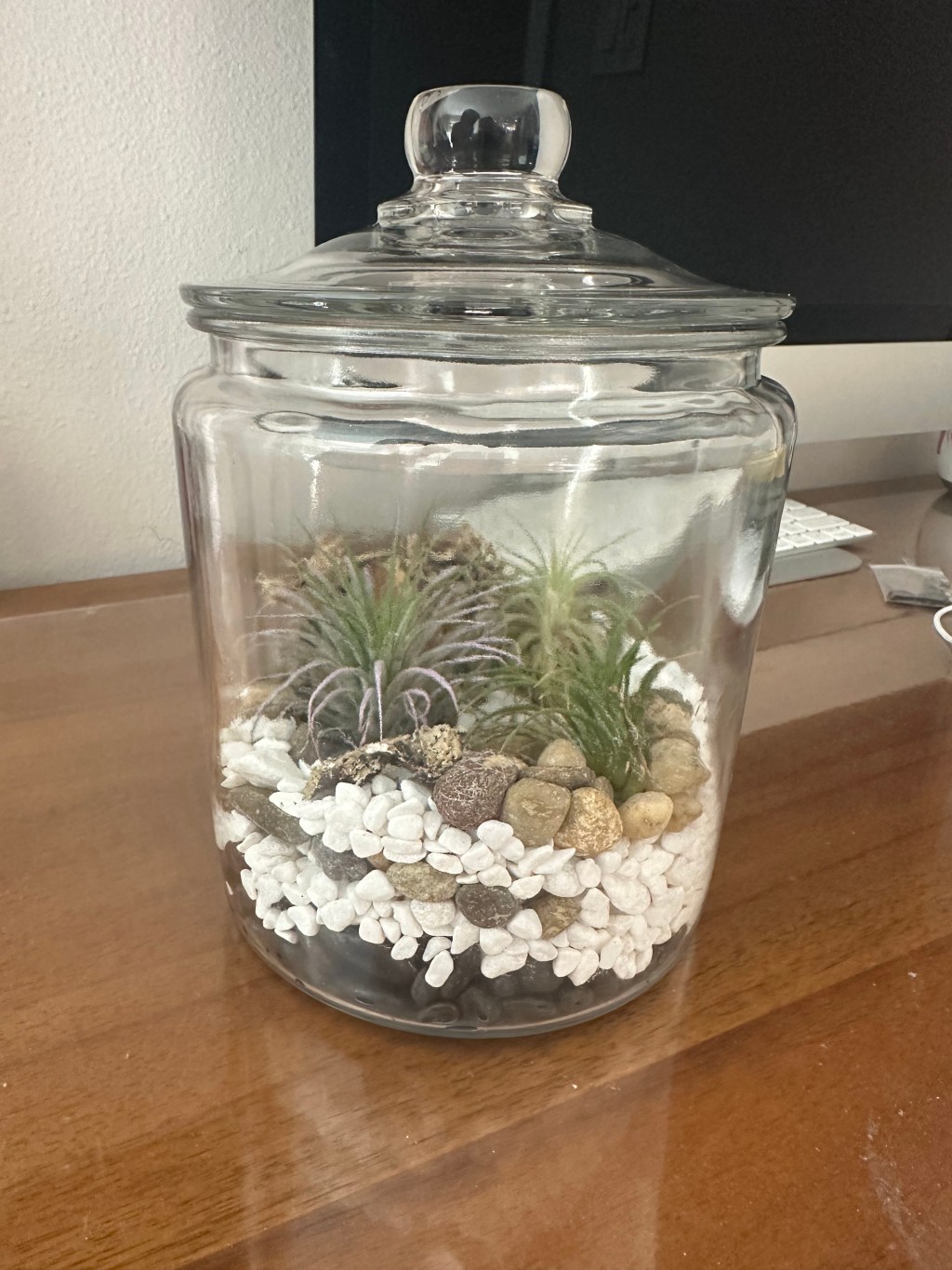 Air Plant Terrarium